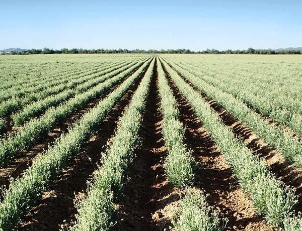 Pirelli: from rice to guayule 